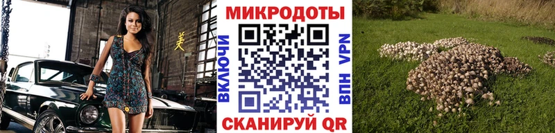 блэк спрут вход  Волоколамск  Псилоцибиновые грибы Cubensis 